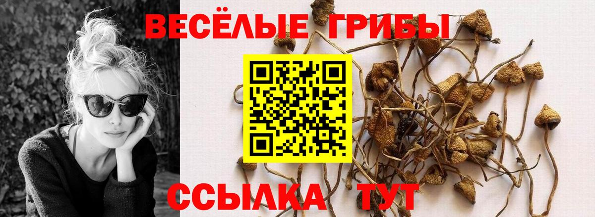 Псилоцибиновые грибы Psilocybe Ижевск